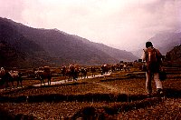 1979_Nepal_KS_WBpixMixed016.jpg