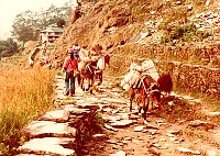 1979_Nepal_KS_WBpixMixed048.jpg