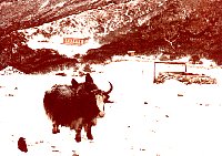 1979_Nepal_KS_WBpixMixed200.jpg