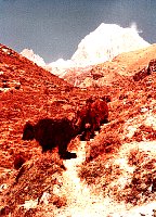 1979_Nepal_KS_WBpixMixed215.jpg