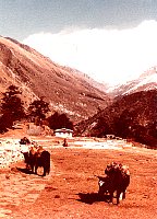 1979_Nepal_KS_WBpixMixed218.jpg