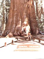 1979_US_Sequoia_03.jpg